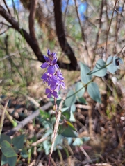 Veronica perfoliata