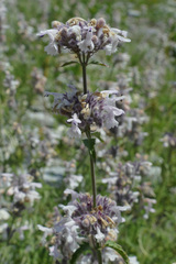 Nepeta nepetella