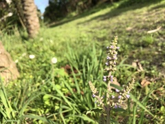 Salvia plebeia