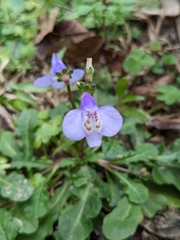 Mazus fauriei