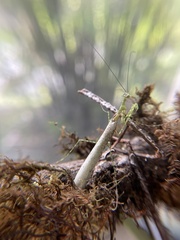 Pogonogaster tristani