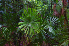 Licuala peltata
