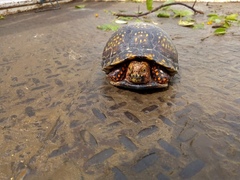 Terrapene carolina mexicana