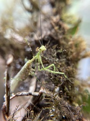 Pogonogaster tristani