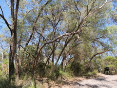 Eucalyptus cornuta