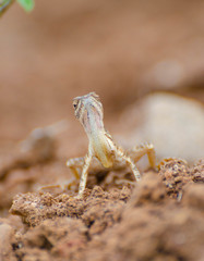 Sitana ponticeriana