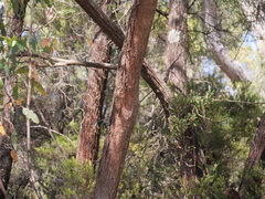 Eucalyptus cornuta