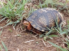 Terrapene carolina mexicana