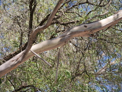 Eucalyptus cornuta