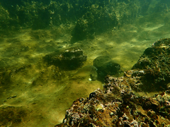 Acanthopagrus butcheri