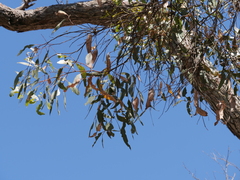 Eucalyptus cornuta