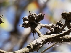 Eucalyptus cornuta