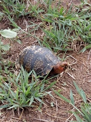 Terrapene carolina mexicana