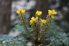 Berberis oiwakensis