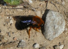 Megachile sicula