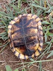 Terrapene carolina mexicana