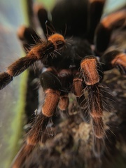 Megaphobema mesomelas