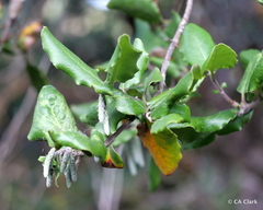 Garrya elliptica