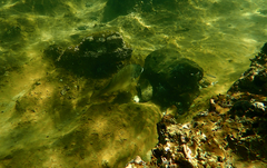 Acanthopagrus butcheri