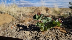 Astragalus asclepiadoides
