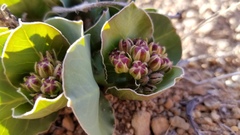 Astragalus asclepiadoides