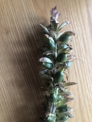 Acanthus mollis