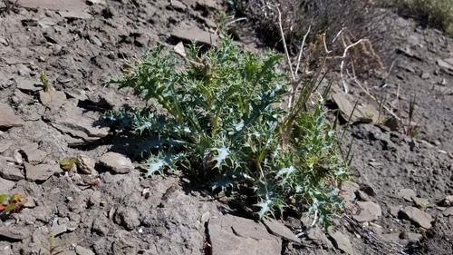 San Rafael prickly-poppy (Argemone parva)
