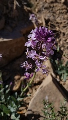 Thelypodiopsis elegans