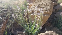 Thelypodiopsis elegans