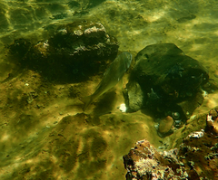 Acanthopagrus butcheri