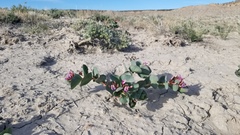 Astragalus asclepiadoides