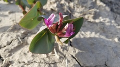 Astragalus asclepiadoides