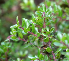 Arctostaphylos nummularia