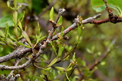 Korthalsella clavata