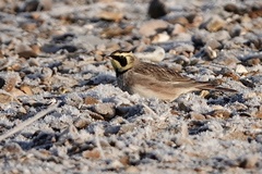 Eremophila alpestris flava