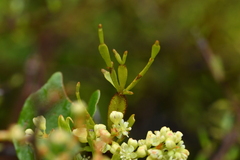 Korthalsella clavata