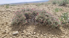 Eriogonum bicolor