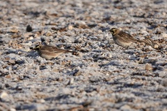 Eremophila alpestris flava