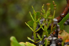 Korthalsella clavata