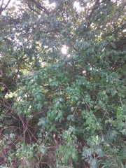 Senna pendula glabrata