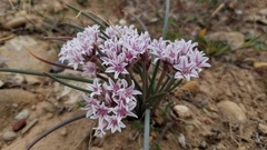 Allium macropetalum