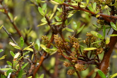 Korthalsella clavata