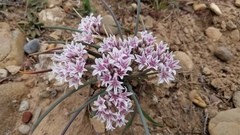 Allium macropetalum