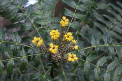 Berberis oiwakensis