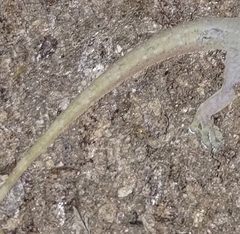 Hemidactylus stejnegeri