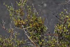 Korthalsella clavata