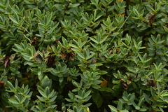 Veronica glaucophylla