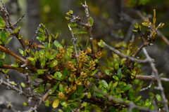 Korthalsella clavata