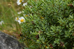 Veronica glaucophylla