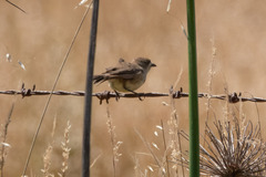 Aphelocephala leucopsis